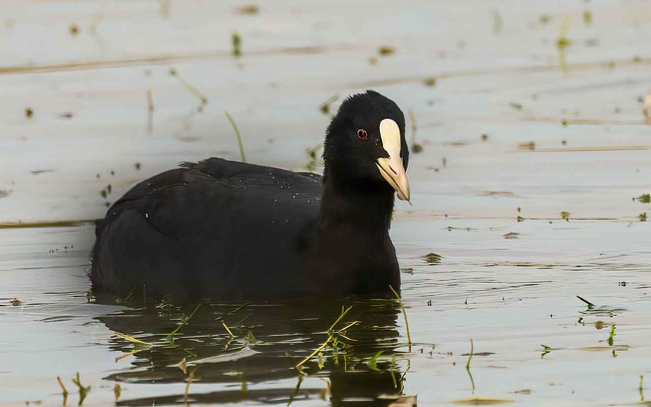 Eurasian Coot